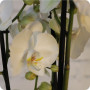 Salsa, délicate orchidée, livraison de fleurs