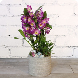 Cranberry, arrangement d'orchidée fleuriste livraison houdemont