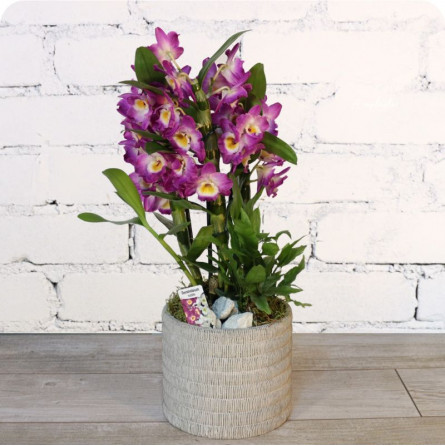 Cranberry, arrangement d'orchidée fleuriste livraison houdemont