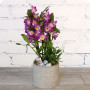 Cranberry, arrangement d'orchidée fleuriste livraison houdemont