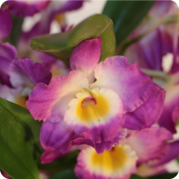 Fleuriste Nancy - Cranberry, arrangement d'orchidée livraison ludres