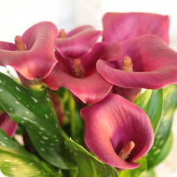 Fleuriste Essey - Fleurs anniversaire en bouquet  pour un joyeux anniversaire - livraison gratuite - Arum rose